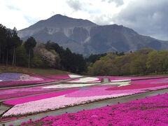 おっ！その先に見えてきました！ 花のパッチワーク、芝桜の丘です。

「キャーッ！」 走らなくてもいいのに、思わず駆け出す。