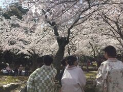 神社を後にして、次のパワースポット・大願寺をお参りした後、今度はお花見スポットを散策。
歴史民俗資料館のある通りから小さな小道を入ったところの奥に宮島には珍しいお好み焼き屋さんがあるのですが、その奥が桜が凄いのです。
よく知っているなと思うくらい、たくさんの人がお花見をしていました。

