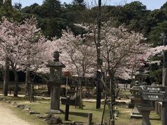 次は宮島水族館の裏手にある大元神社の境内の桜。
ここは人も少なくて穴場です。
正直、広島に住んでいて、ここまで頑張って歩いたことがあまりなかったです。