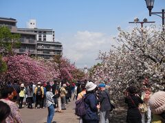 造幣局桜の通り抜け最終日最後の日でした。