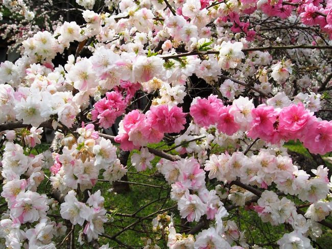 秩父 小鹿野花散歩 2 1000本の花桃が咲くピンクと白の 花桃街道 小鹿野の春祭り 小鹿野 皆野 埼玉県 の旅行記 ブログ By みかりさん フォートラベル 秩父 小鹿野花散歩 2 1000本の花桃が咲くピンクと白の 花桃街道 小鹿野の春祭り 小鹿野 皆野 埼玉県 の旅行記 ブログ By みかりさん フォートラベル
