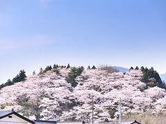 長沼城址 の桜