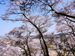 長沼城址 の桜