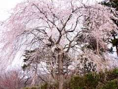 岳温泉神社 の桜

岳温泉神社は福島県最古の神社のひとつです。
神社の傍に有った しだれ桜。後30年もすれば見事枝振りに成長しそうです。