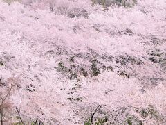 二本松城址 霞ヶ城公園 の桜