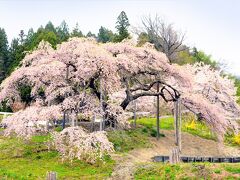 中島の地蔵しだれ桜