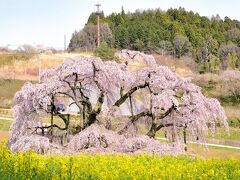 三春滝桜

天気も回復！青空が出て来ました。