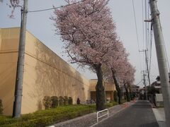 新京成「松戸新田」に咲いている桜。