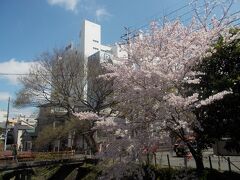 松戸神社の近くの坂川の桜。