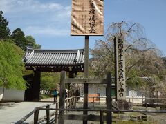 醍醐寺　総門　につきました
醍醐寺といえば桜の名勝　右前方もしだれ桜でしょうか