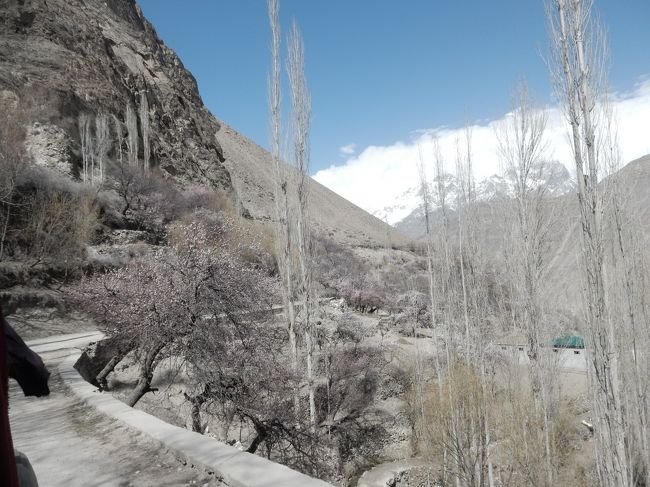 どこまで行っても、杏・アーモンド・ポプラという組み合わせが続くこの道。<br />30分くらい、ずっと揺られていたでしょうか。<br /><br />断崖にへばりつくようなつづら折りを粘り強く？進んでいくと、やがて午前中に通ってきた花満開のエリアへと近づきます。