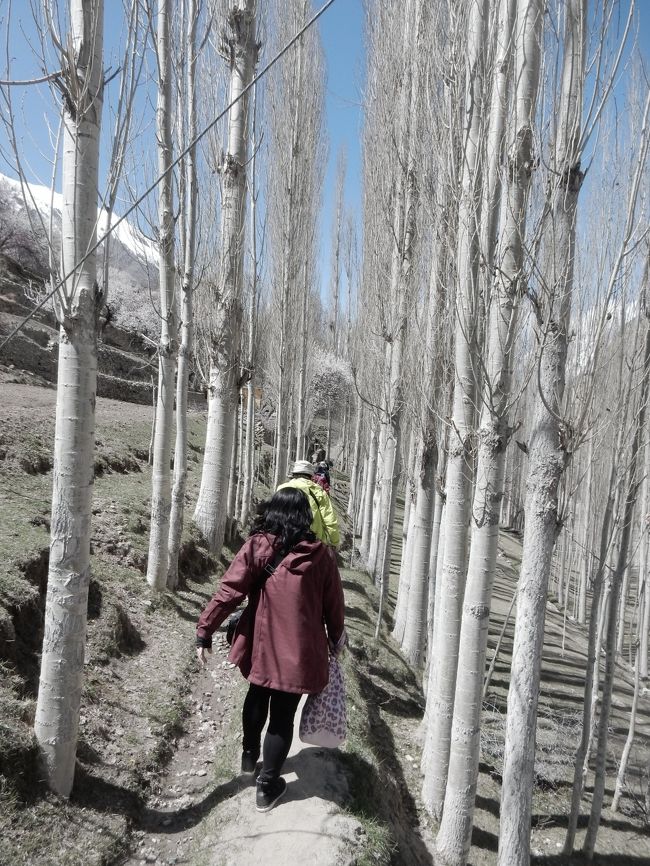 その花満開エリアの手前で車が停まり、連れ立って中心の道路から少し外れ、こんな感じのあぜ道を進みます。