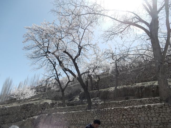 計算外だったのは、この暑さすら感じさせる日差しでしょうか。<br />それでも、斜面に果てしなく広がる花たちがほどよい日よけになってくれます。<br /><br />なんと贅沢なお食事！