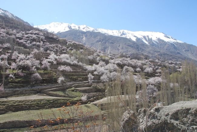 食事の後は、ちょうど邸宅の向かい側の斜面を登ったところにかつてのミール(藩主)の邸宅があり、そこの花の眺めが素晴らしいということで腹ごなしも兼ねて散歩。<br /><br />もう、誰もこの光景に驚かなくなっています。もったいない(笑)。