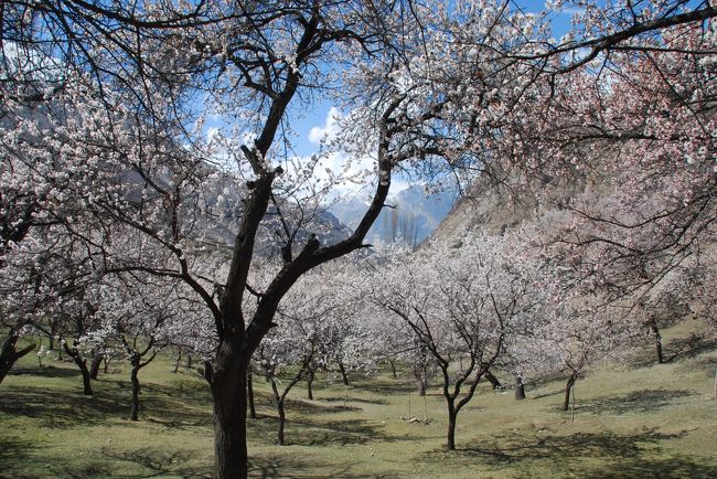 いや、この写真、フンザのパンフレットに使えるわ(笑)。<br /><br />さすが藩主の邸宅の敷地だけあり、見渡す限りきれいな杏の木ばかり。
