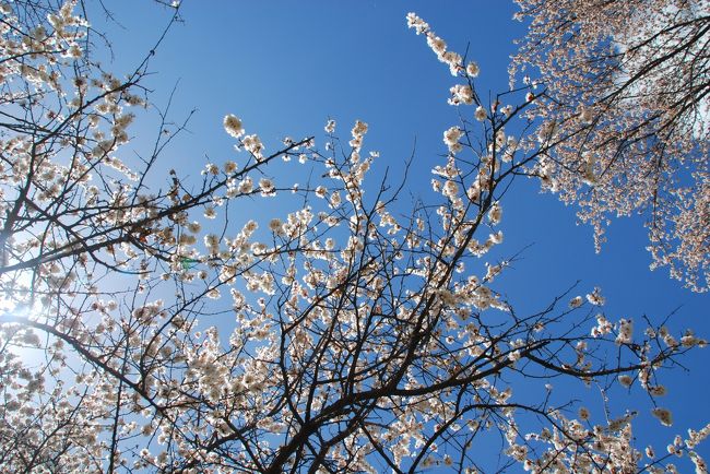 広場にいたのは20分強、寝転がってこうやって空を眺めていたのはほんの5分程度。<br /><br />このわずかな時間の記憶は、私がボケてしまわない限りずっと残り続けます。