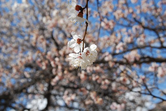 普段なら主役の花たちを脇役に使ってしまう贅沢さ。