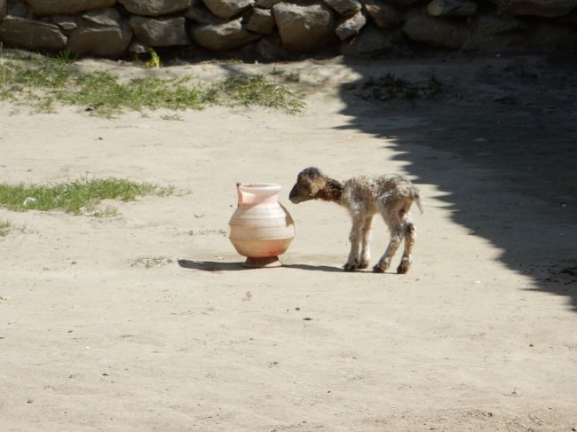 後ろ髪をひかれつつ坂を下ろうとすると、か細いメェ〜という声が。<br /><br />水を飲むのも苦労するほどヨタヨタしていたのですが、どうやら本当に今日生まれたらしいです。<br />