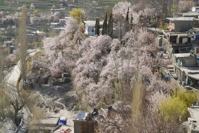 明日は天気はあまりよくなさそうだし、これが見納めかな。
