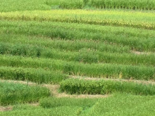 ここ、白米の千枚田は道路が高い処に合って、見下ろしになるので、『耕して天に至る』感は多少削がれる。