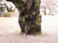 福島県立霞ヶ城公園(国指定史跡二本松城跡)