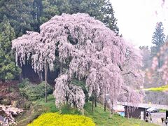 合戦場(かっせんば) の桜