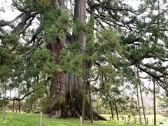 国指定天然記念物　杉沢の大スギ