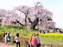 三春滝桜