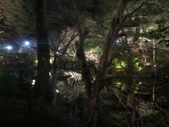 円山公園の池もライトアップしていました。