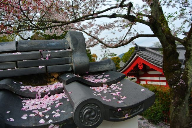 散り際。<br /><br />ミュージアムもセットで見れるので、そこを見て、平等院は終了。<br /><br />金曜日だったので、人も少なかったです。