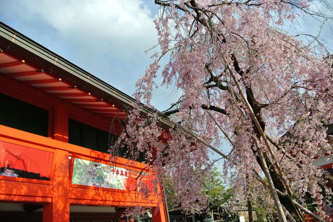 桜があった！<br /><br />ここは外国人だらけで、常に様々な言語が飛び交う状況。<br /><br />外国人向けのガイドブックには伏見稲荷大社へ必ず行くよう指示でもあるんですか？