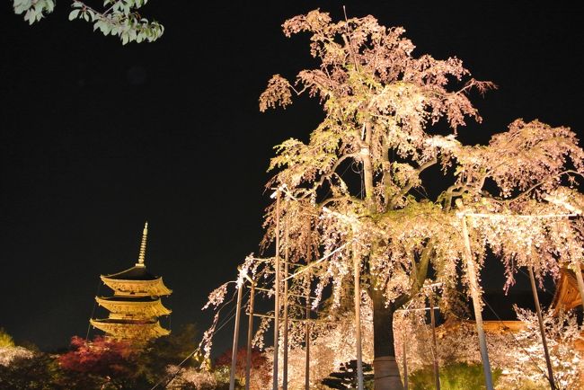 夜桜とても綺麗です。<br /><br />