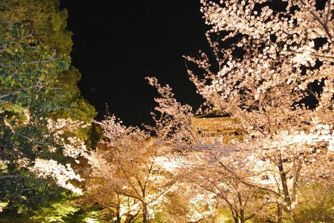 夜桜の道。<br /><br />夜でもちょうどよい気候です。