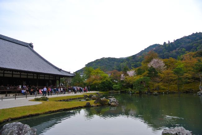 定番の世界遺産・天龍寺へ。<br /><br />中には以前入ったので、今回は庭園のみ。