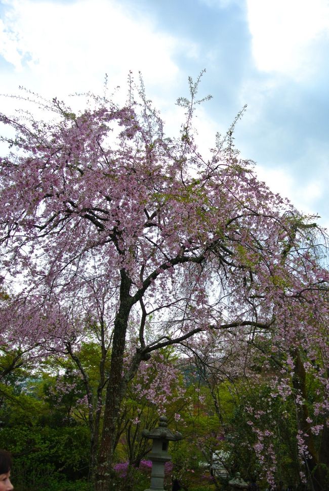 天龍寺の庭園も桜が咲いています。
