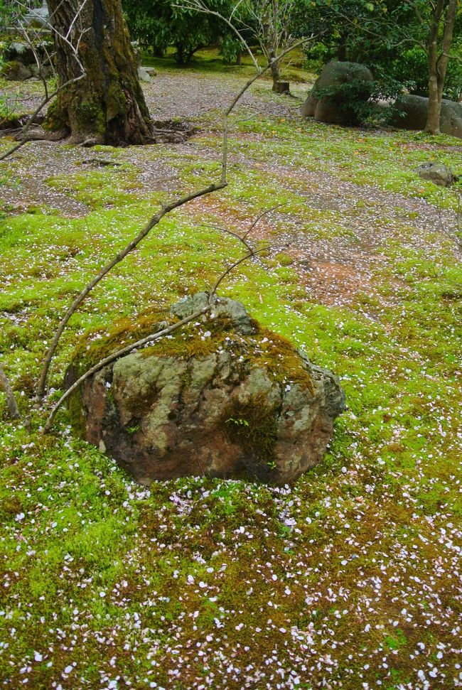 散ってるのがまた綺麗！