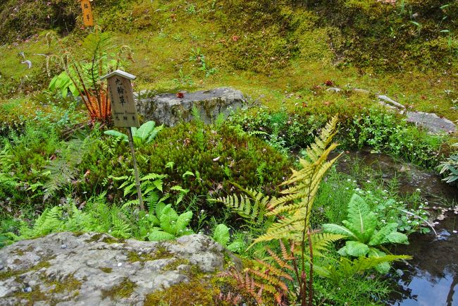 緑と水がとても綺麗。<br /><br />しかし庭が広すぎて本当に疲れる。