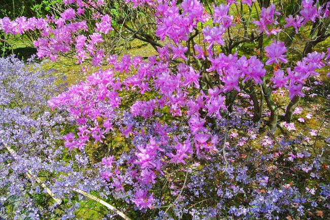 ピンクと紫のかわいい花たち。<br /><br />こういった花がたくさんの庭園が見られるのも春限定。