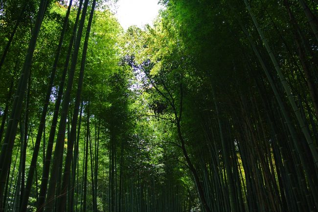 天龍寺の後はそのまま竹林の道へ。<br /><br />癒される！！
