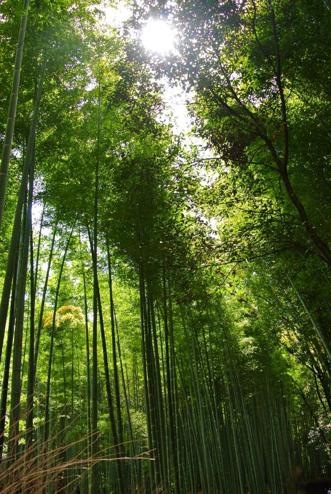 太陽と竹林が素敵すぎませんか？！<br /><br />なお、外国人が溢れるほどいるのでこういう写真撮るのも至難の業。
