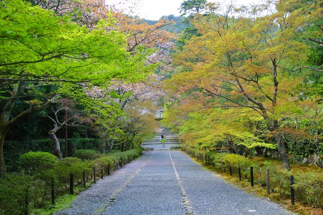 本堂が工事中だったので人が少なくて写真撮りやすい、歩きやすい。