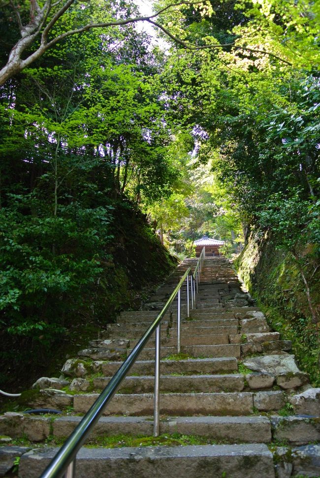 緑に囲まれた階段を発見するも、もう登る体力はなし…。