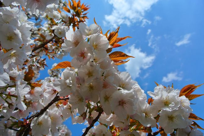 この日の二尊院は桜も咲いていて、人が居なくて静かなので<br /><br />ベンチで無駄に長居しました。