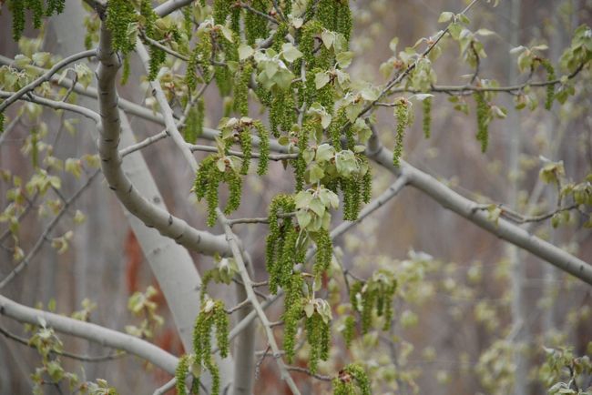 水路に沿って見られるのは、杏やアーモンドに限らない様々な植物。<br />これまではほとんど気に留めていませんでしたが、驚くほどたくさんの種類があるのに、改めて気づきます。<br /><br />この植物、名前聞いたんだけど忘れてしまった(笑)。