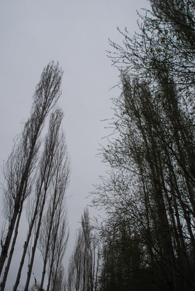 ポプラの背の高さとその真っすぐな姿が印象的。<br /><br />モモさんによると、ポプラはできるだけ直立した姿を保つよう、定期的に枝を切り落としているんだそうです。<br />切り落とした葉っぱは牛や羊のための飼料、枝は貴重な燃え種として利用しているので、無駄はないんだとか。