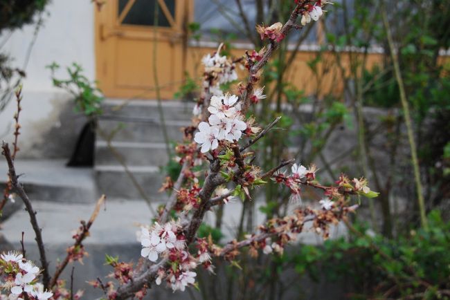 花満開のエリアからは少し離れてはいますが、ところどころにアーモンドや桃の花の姿が見えます。<br />同じ谷でも下のほうなので、やや旬は過ぎているかな。