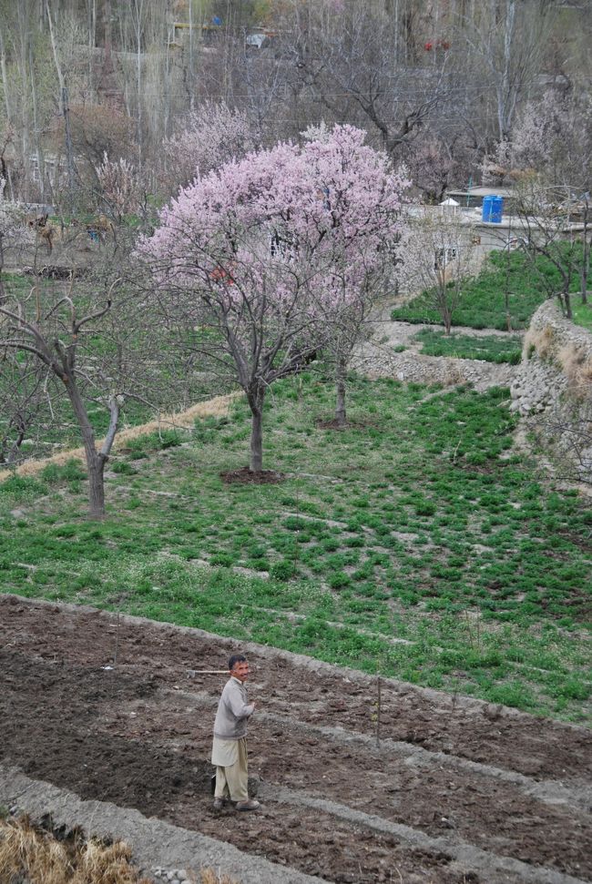 農作業している人も手を止めて、こちらに手を振ったりしてくれます。<br /><br />桃の木が緑の畑の中に溶け込んで... 何という絶景。