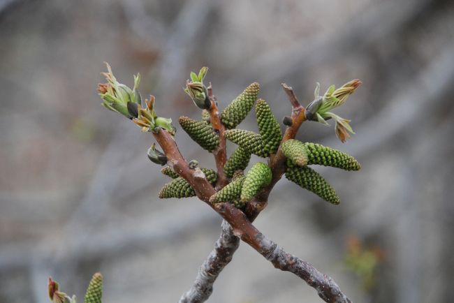 今回、モモさんのコメントはメモを取ったり、時によってはボイスレコーダーに入れてあとで書き起こしてこちらの旅行記に反映していたのですが、水路ウォークで縦に長い展開？になったのでこの辺は部分的にしか話が聞けていません。<br /><br />なので、この植物も何だっけという感じで申し訳ありません(笑)。