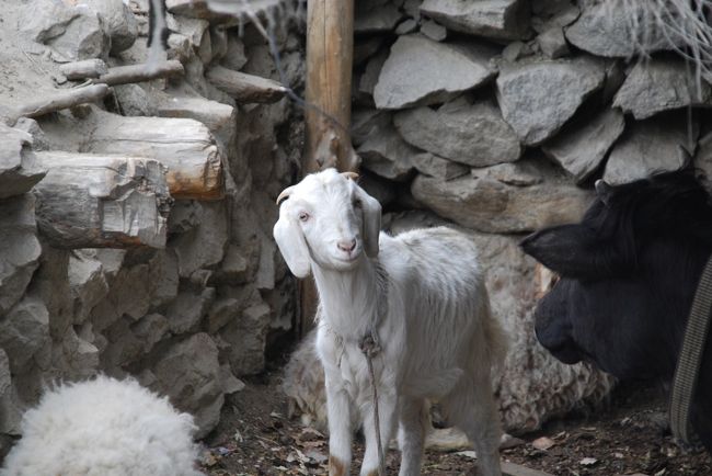 山羊もカメラ目線！ かわいい。