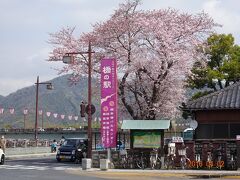 錦帯橋に到着。普通は「道の駅」ですがここは「橋の駅」。桜が満開で綺麗です。